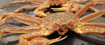 Snow crabs having been disappearing in Alaska.
