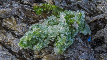 Herring roe is considered a nutritious food source as it is packed with essential nutrients. It is a good source of omega-3 fatty acids, protein, vitamins, and minerals.