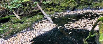 Drought-related hardships compound the challenges that salmon already face due to habitat degradation and overfishing.