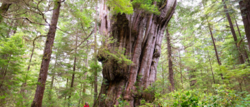 Red cedar trees are known for their reddish-brown or reddish-purple heartwood, which can sometimes be mistaken for a softwood due to its name, but it is actually a type of hardwood.
