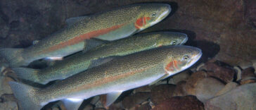 Steelhead trout have a complex life cycle that involves both freshwater and saltwater environments. They are born in freshwater streams, where they spend their early years as "parr" (young fish with distinct markings). As they grow, some individuals undergo smoltification, a physiological process that prepares them for migration to the ocean. Photo Credit: Oregon State University.