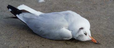 High ocean temperatures can directly stress seabirds, affecting their ability to regulate body temperature, find food, and rear their young. Indirect effects include changes in prey availability, as heatwaves can disrupt the marine food chain and affect the distribution and abundance of the prey that seabirds rely on.