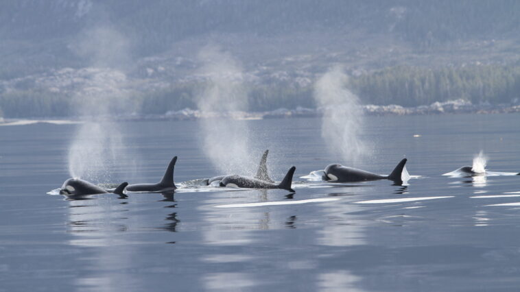 Southern Resident Killer Whales