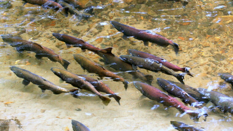 King Salmon Spawning