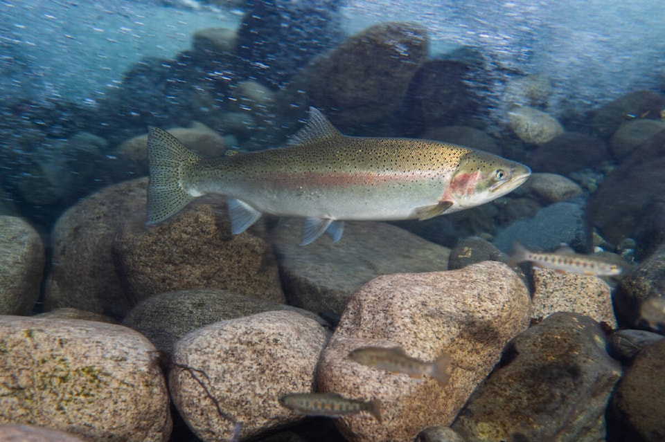 steelhead trout