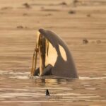 Brave Little Hunter, an orphaned orca swimming in a lagoon.