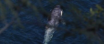 A view of Brave Little Hunter in the water from behind the cover of a tree