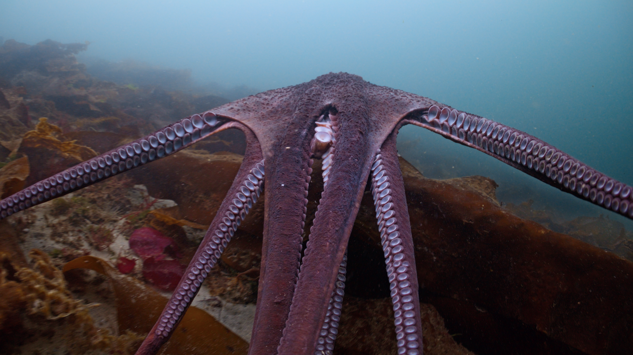 Sinclair Octopus This Vancouver Island Diver-Filmmaker Went Deep on New Nat Geo Octopus ...