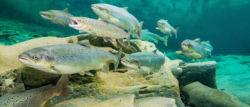 Atlantic Salmon school underwater