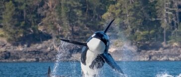 An Orca breaches out of the ocean