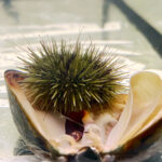 sea urchin eating mussel
