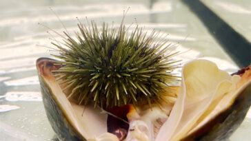sea urchin eating mussel