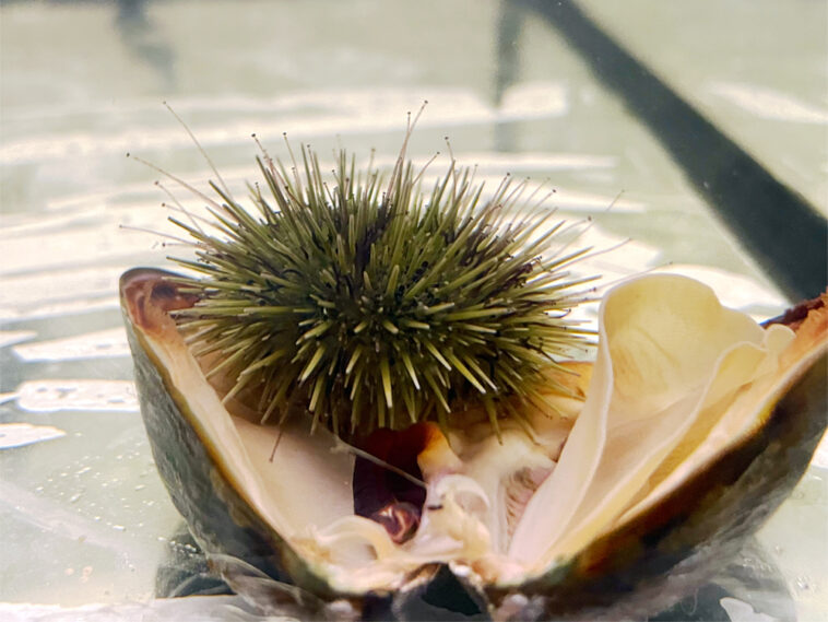sea urchin eating mussel