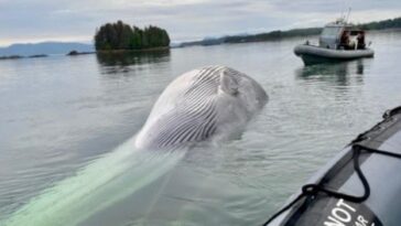 A dead fin whale