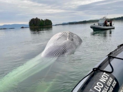 A dead fin whale
