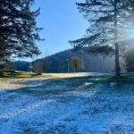 snow with trees