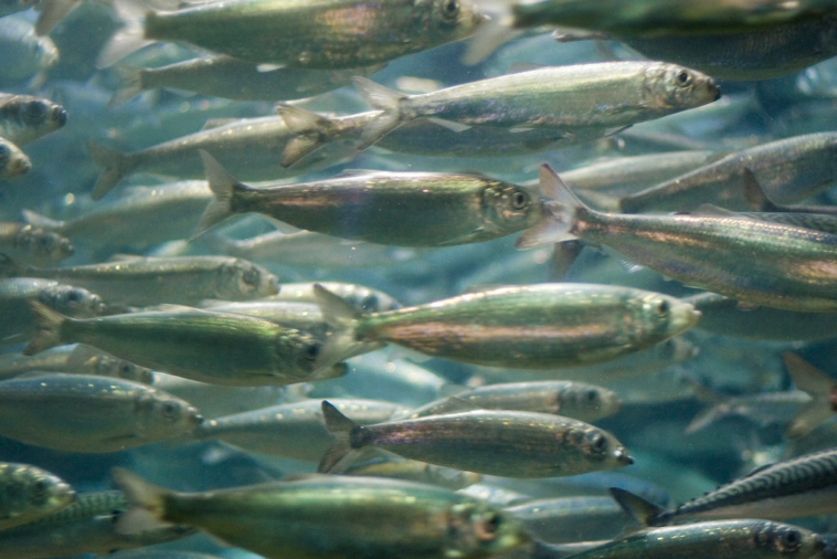 herring